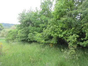 Prodej pozemku, Čížová, 2006 m2