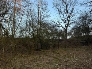 Prodej lesa, Velké Všelisy, 8197 m2