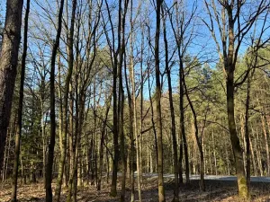 Prodej lesa, Týniště nad Orlicí, 6788 m2