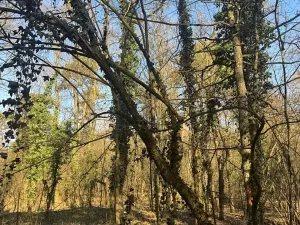 Prodej podílu lesa, Kolín, 877 m2