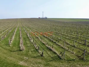 Prodej sadu/vinice, Němčičky, 11748 m2