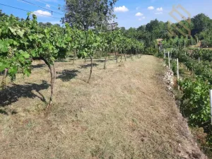 Prodej pozemku pro bydlení, Velké Žernoseky, 4490 m2