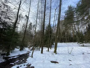 Prodej pozemku, Volfířov - Brandlín, 5958 m2