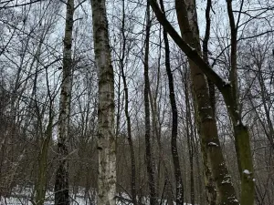 Prodej lesa, Kralupy nad Vltavou, 20392 m2