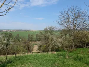 Prodej zahrady, Soběchleby, 1872 m2