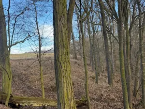 Prodej lesa, Kroměříž, 1674 m2