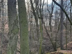 Prodej lesa, Kroměříž, 1674 m2