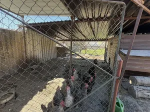 Prodej rodinného domu, Nelahozeves, U Ptz, 90 m2