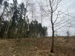 Prodej lesa, Blížejov - Lštění, 7793 m2