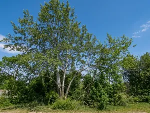 Prodej pozemku pro bydlení, Praha, Šlechtitelská, 924 m2