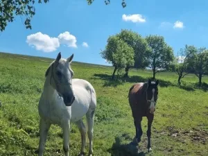 Prodej chalupy, Vsetín, 164 m2