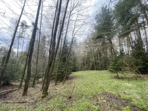 Prodej pozemku, Volfířov - Brandlín, 5958 m2