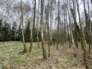 Prodej pozemku, Volfířov - Brandlín, 5958 m2