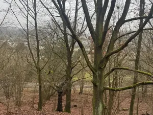 Prodej lesa, Ústí nad Labem, 41840 m2