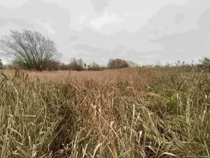 Dražba louky, Křenovice, 4103 m2