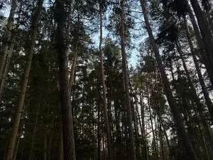 Prodej podílu lesa, Puclice, 12856 m2