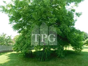 Prodej vícegeneračního domu, Mochov, 296 m2