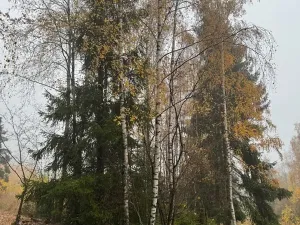 Prodej lesa, Úboč, 13538 m2