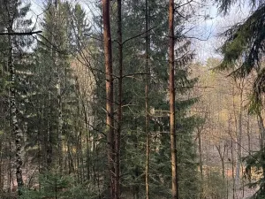 Prodej lesa, Český Dub, 17551 m2