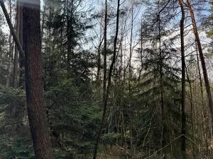 Prodej lesa, Český Dub, 17551 m2