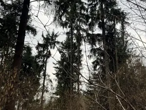 Prodej pole, Hlavňovice, 11738 m2