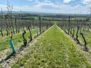 Prodej sadu/vinice, Mikulov, Nová, 4809 m2