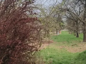 Prodej pozemku pro bydlení, Viničné Šumice, 2431 m2