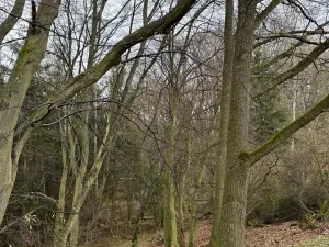 Prodej podílu lesa, Pertoltice, 4226 m2