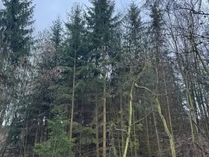 Prodej podílu lesa, Pertoltice, 4226 m2