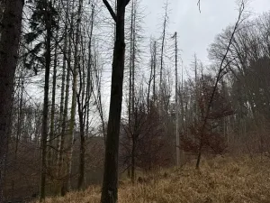 Prodej podílu lesa, Pertoltice, 4226 m2