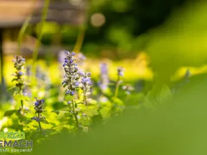 Prodej chaty, Břestek, 71 m2
