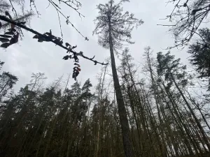 Prodej lesa, Blížejov - Lštění, 4624 m2