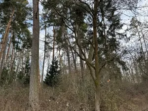 Prodej lesa, Klatovy, 8497 m2