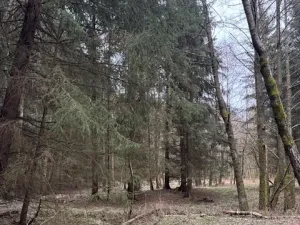 Prodej lesa, Mrákov, 34704 m2