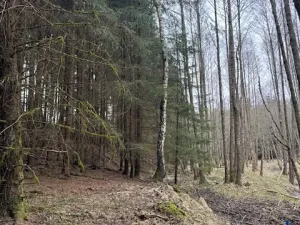 Prodej lesa, Mrákov, 34704 m2