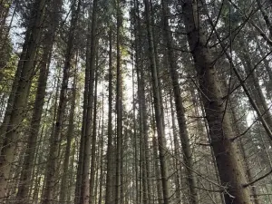 Prodej lesa, Liberec, 14111 m2