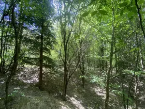 Prodej lesa, Šarovy, 11619 m2