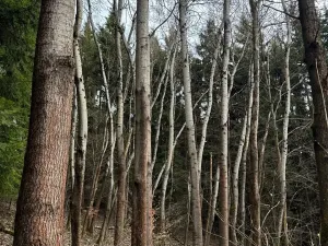 Prodej podílu lesa, Maletín, 10553 m2