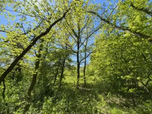 Prodej lesa, Silůvky, 1519 m2