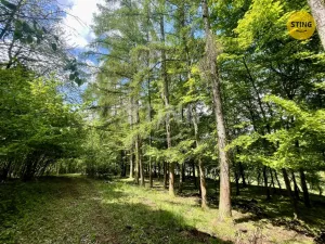 Prodej lesa, Městečko Trnávka - Pěčíkov, 16440 m2