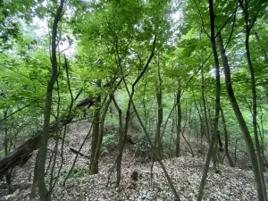 Prodej lesa, Silůvky, 697 m2