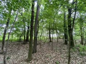 Prodej lesa, Silůvky, 697 m2