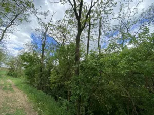 Prodej lesa, Silůvky, 697 m2