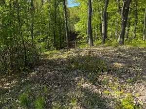 Prodej lesa, Hřivínův Újezd, 3320 m2