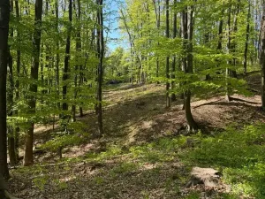 Prodej lesa, Hřivínův Újezd, 3320 m2