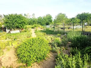 Prodej zahrady, Lužice, 621 m2