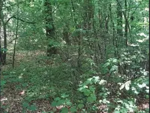 Prodej lesa, Těrlicko, 565 m2
