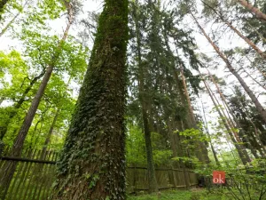 Prodej pozemku pro bydlení, Letkov, 1366 m2
