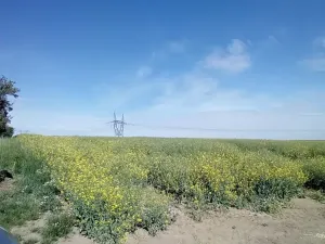 Dražba pole, Přišimasy, 11854 m2