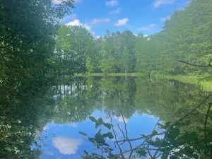 Prodej rybníku, Chlum u Třeboně - Žíteč, 130000 m2